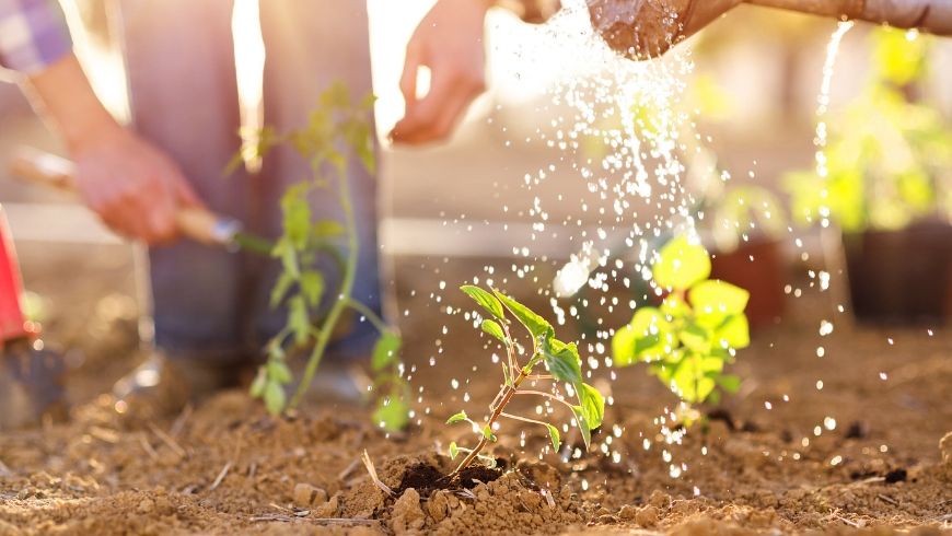 community garden volunteer