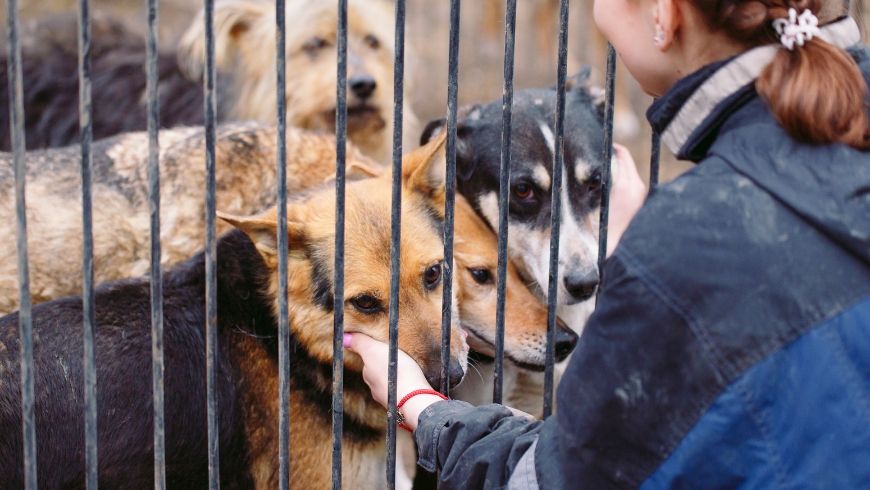 Animal Cruelty What you can do- You can volunteer at an animal shelter